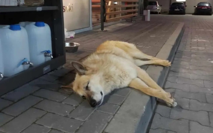 Zbiórka Na pomoc psu z ulicy - zdjęcie główne