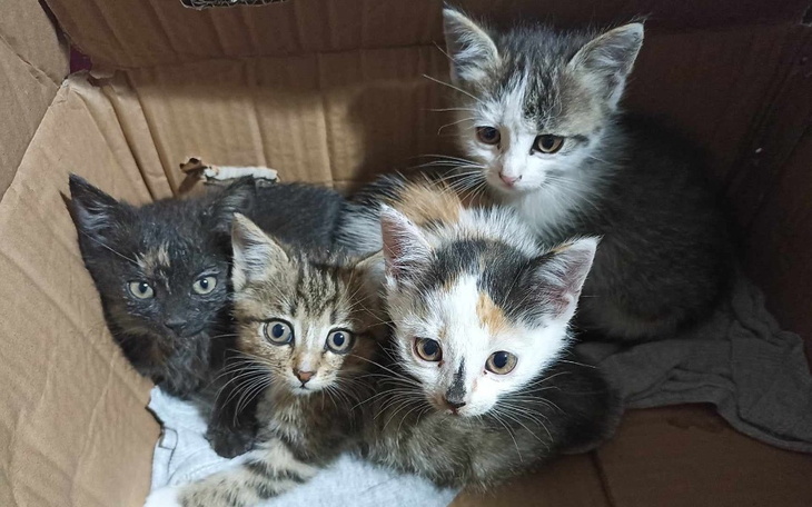 Zbiórka Dług goni dług - zdjęcie główne