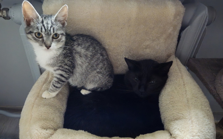 Zbiórka Pomóż wyleczyć nas z FIPa - zdjęcie główne