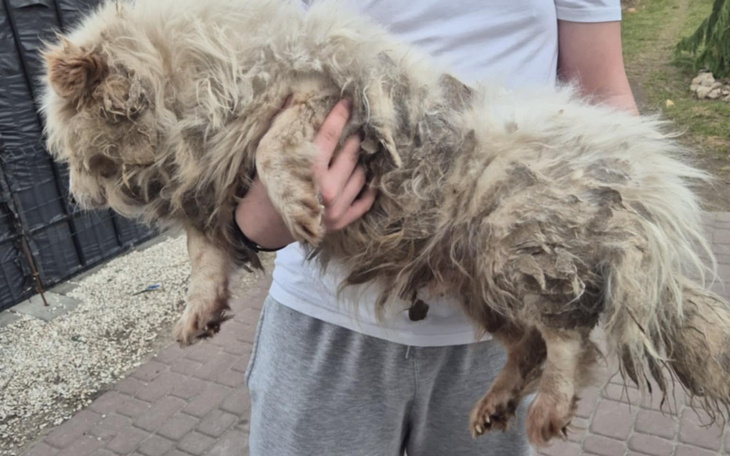 Brudny pies trzymany na rękach przez osobę.