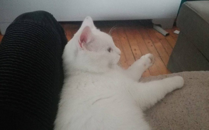 Zbiórka Ratujmy łapę Miłmiła! - zdjęcie główne