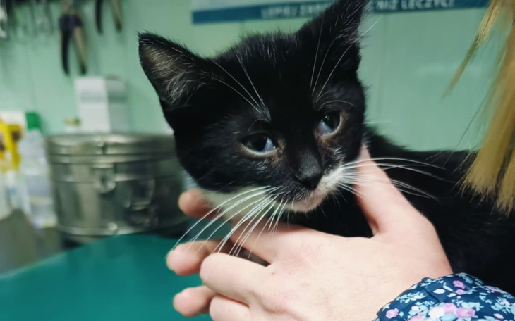 Zbiórka Koszmar Panleukopenii - zdjęcie główne