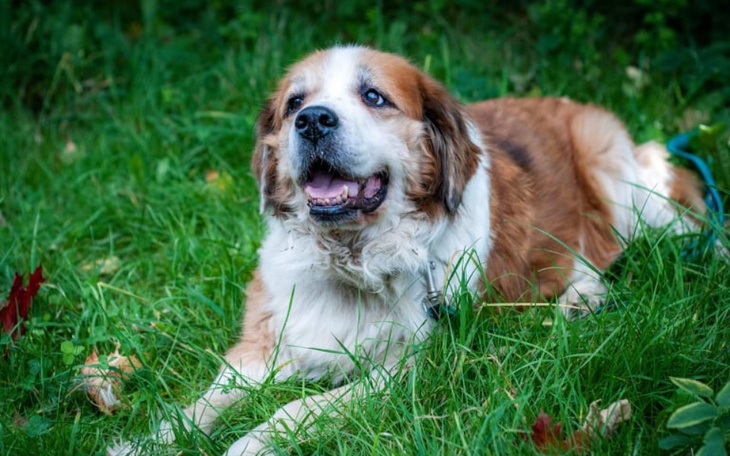 Zbiórka Wsparcie dla zwierząt - zdjęcie główne