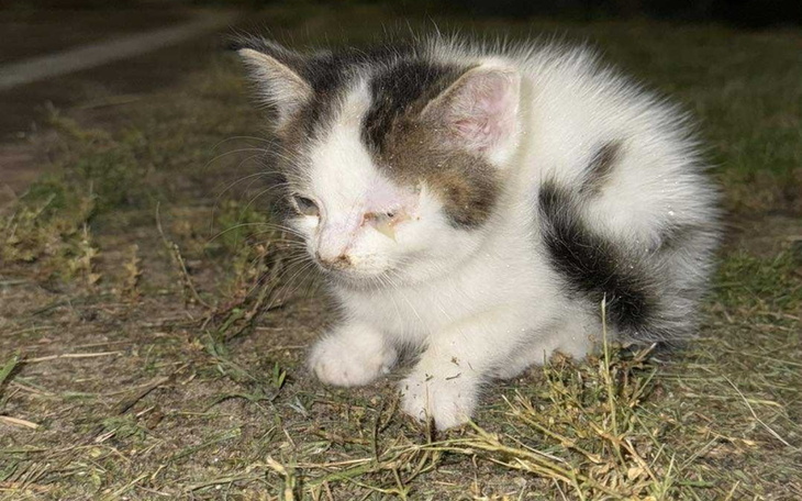 Mały kotek z uszkodzeniem oka, siedzący na trawie.