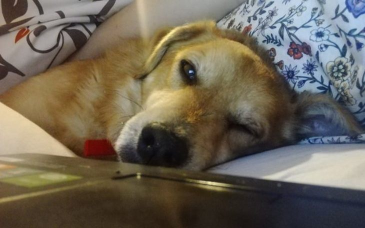 Zbiórka Żyjący za karę - złoty, nie rudy - zdjęcie główne