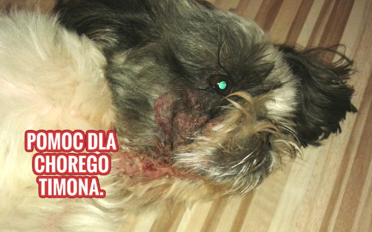 Zbiórka Pomoc dla chorego Timona. - zdjęcie główne