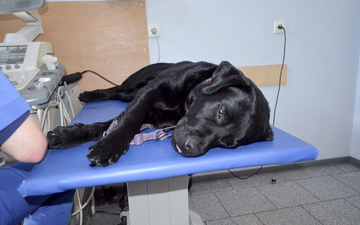 Czarny labrador leżący na stole w klinice weterynaryjnej.