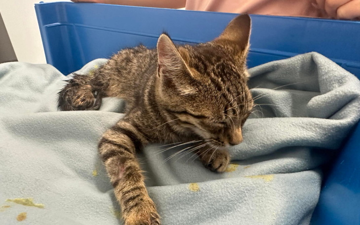 Mały kotek leżący na kocu, zmęczony i śpiący.