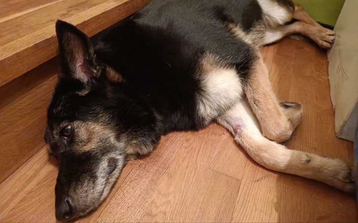 Zbiórka Na leczenie chorej Tajgi - zdjęcie główne