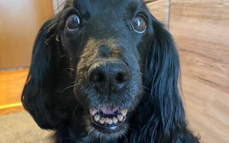 Zbiórka Zabieg na kręgosłup pieska - zdjęcie główne