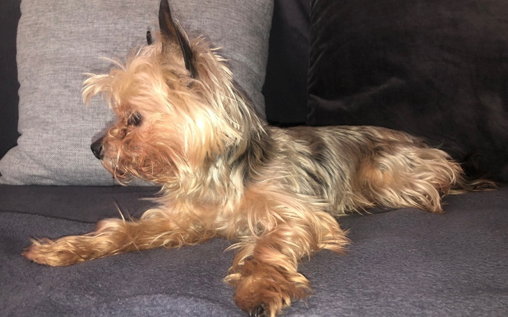 Zbiórka York z zaćmą i padaczką - zdjęcie główne