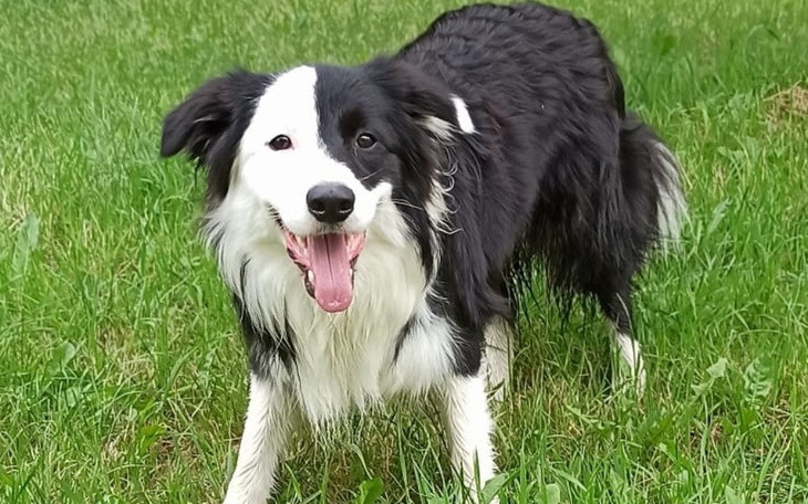 Zbiórka Na kurs dogoterapii - zdjęcie główne