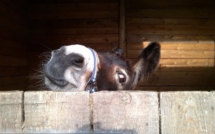 Zbiórka Siano dla koni na zime - zdjęcie główne