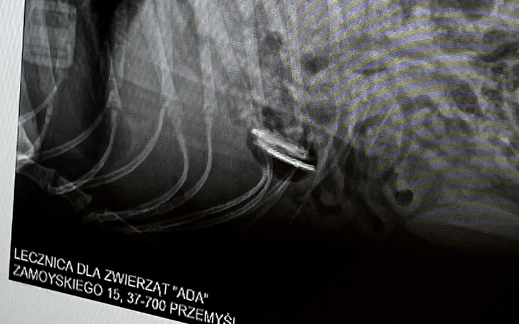 Rentgen psa, pokazujący jego zdrowie.