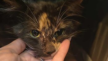 Zbiórka Morelka - miniaturka zdjęcia