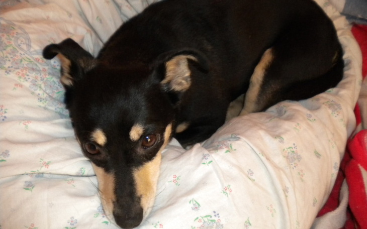 Zbiórka Pomozmy starszym suniom przezyc - zdjęcie główne