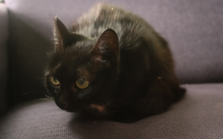 Zbiórka .Pomóż nam, pomóc Czekoladzce. - zdjęcie główne