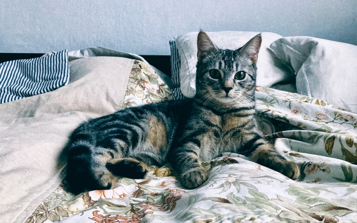 Zbiórka Frodo, nie idź za Tęczowy Most - zdjęcie główne