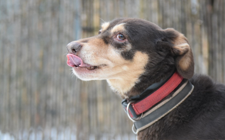 Zbiórka Trójłapka Xsara prosi o pomoc - zdjęcie główne