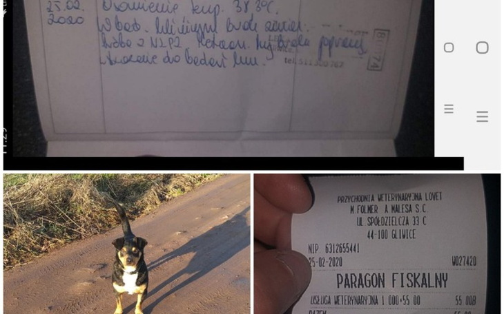 Zbiórka Leczenia psa Kajtka i dwa koty - zdjęcie główne