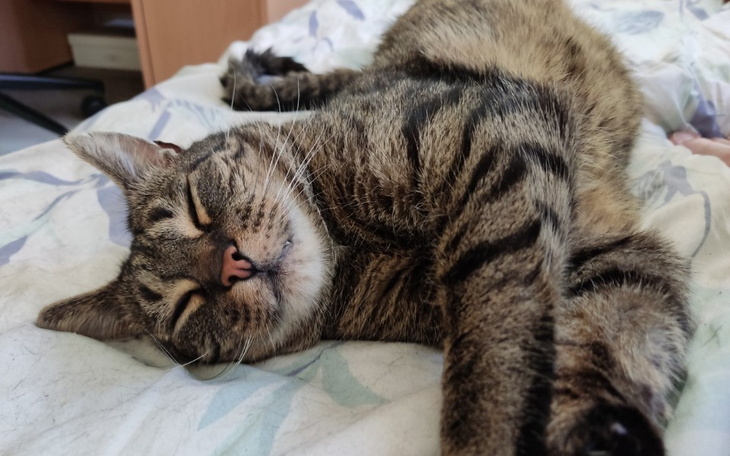 Zbiórka Leczenie Antka - zdjęcie główne