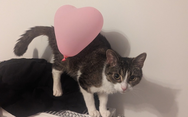 Zbiórka Kotka z FIP - Pomóż Groszkowi - zdjęcie główne