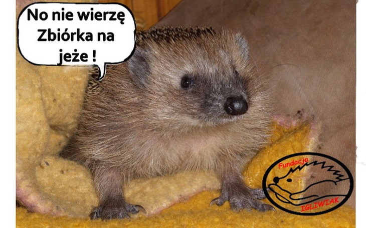 Zbiórka Jeże zbierają na spokojneJutro - zdjęcie główne
