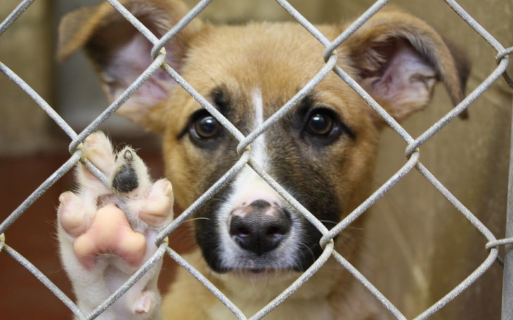 Zbiórka Schronisko dla biednych zwierząt - zdjęcie główne