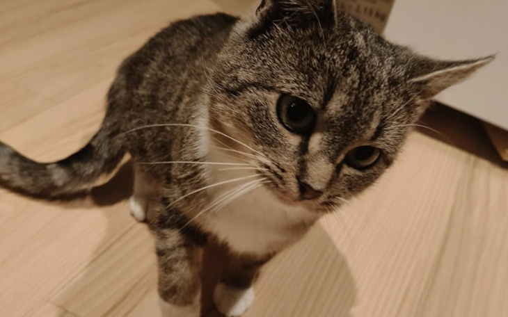 Szary kot bawi się na podłodze, z ciekawym wyrazem.