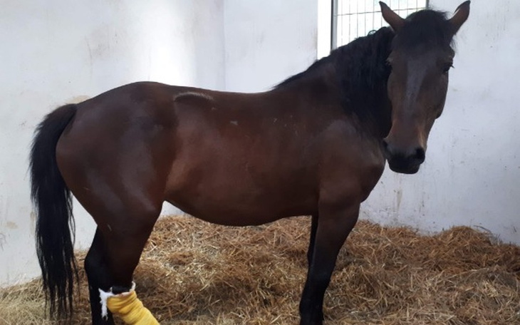 Zbiórka Przeżyła wypadek, chce żyć... - zdjęcie główne