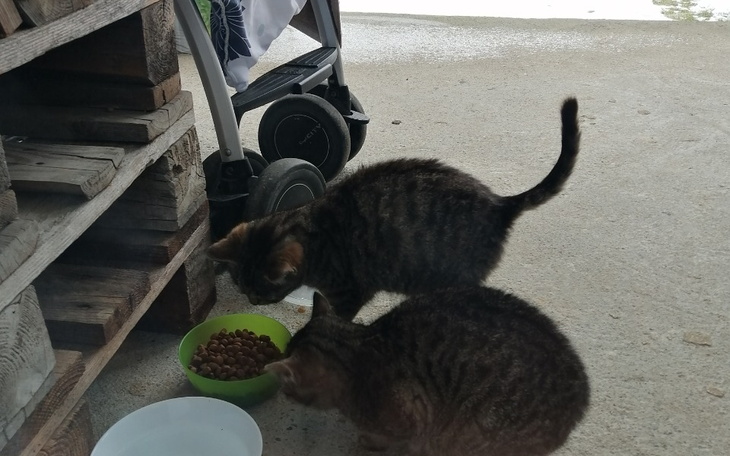 Zbiórka Kociak słodziaki - zdjęcie główne