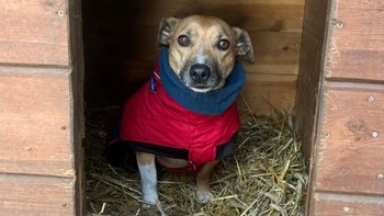 Zbiórka Akcja Mróz - miniaturka zdjęcia