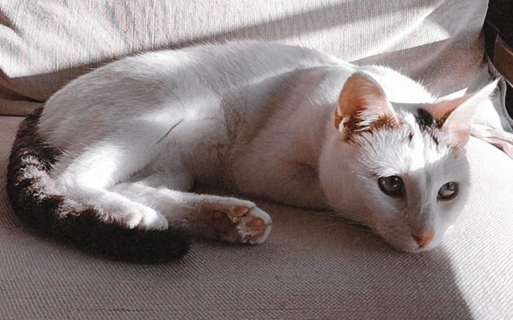 Zbiórka Bobi - walka o życie - zdjęcie główne