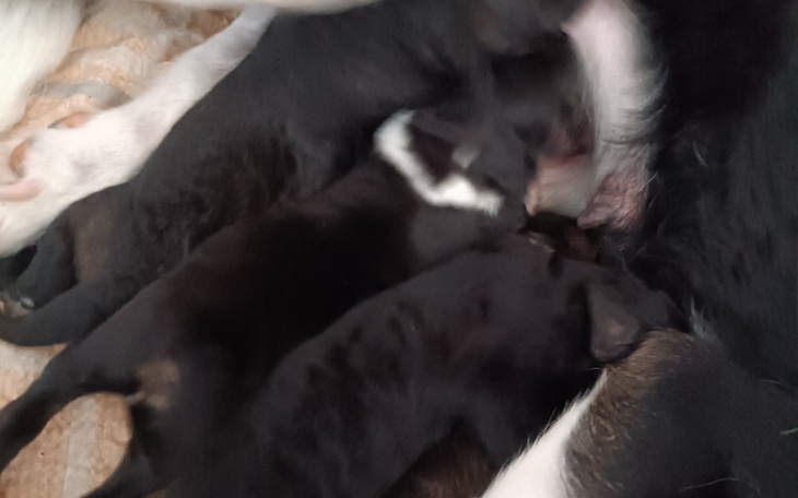 Zbiórka Na badania i mleko dla szczeniąt - zdjęcie główne