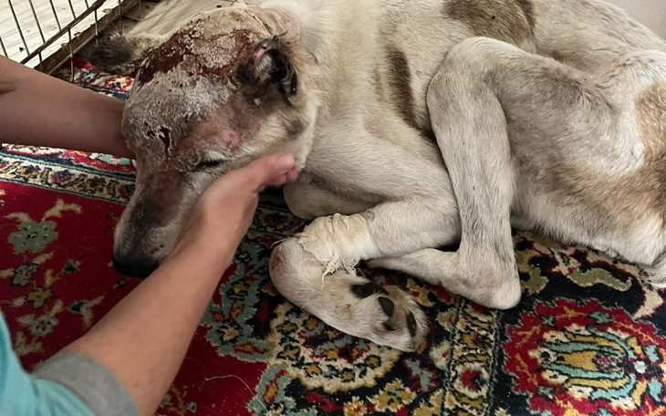 Zbiórka Ogonki i Olga... miłość w ogniu - zdjęcie główne