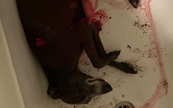 Zraniony pies leży w wannie, otoczony krwią i brudem.