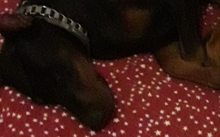 Zbiórka Pomoc dla Iry dobermanki - zdjęcie główne