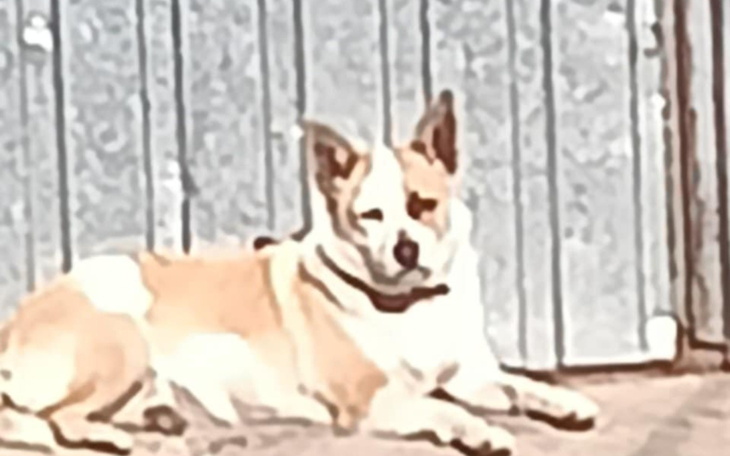 Pies odpoczywający na podłodze, zrelaksowany i spokojny.