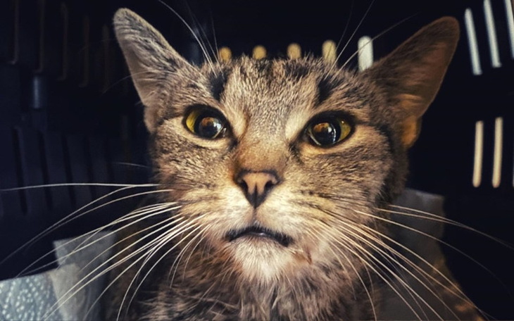 Zbiórka Majeczka - walka z cierpieniem.. - zdjęcie główne