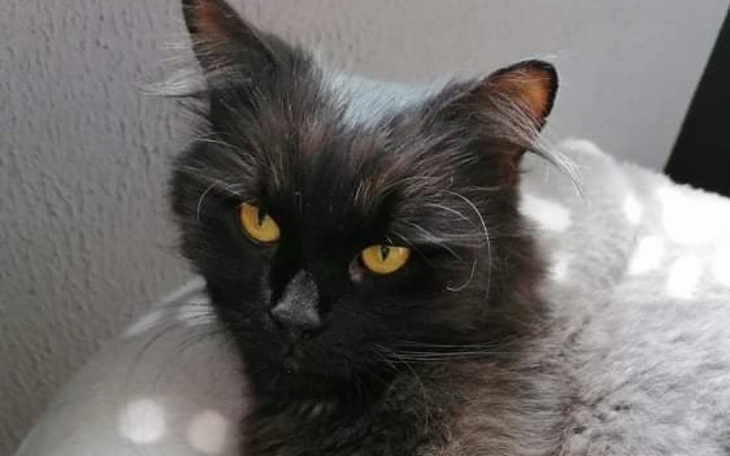 Zbiórka Okrutny los... - zdjęcie główne