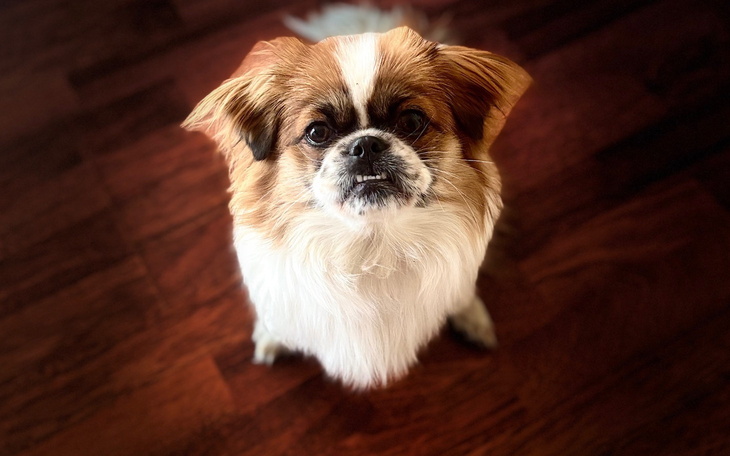 Mały piesek z brązowym futrem siedzi na podłodze.