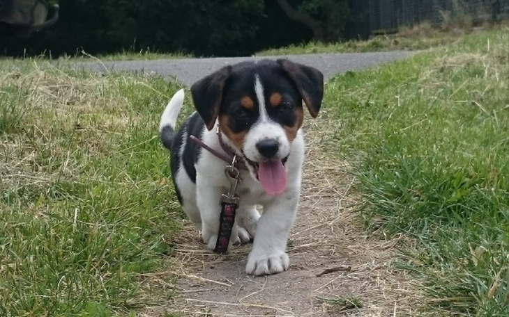 Zbiórka Piesio - zdjęcie główne