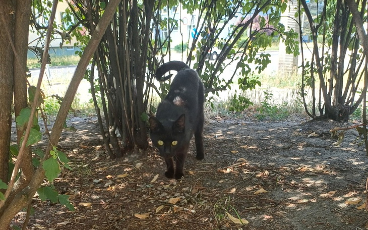 Zbiórka Kastracja bezdomnej kociej mamy - zdjęcie główne