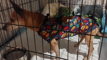 Zbiórka Pomoc dla Myszki - miniaturka zdjęcia