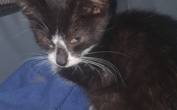 Zbiórka Kotka przybłęda - zdjęcie główne