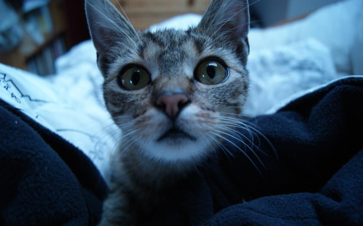 Zbiórka Zbiórka na fundację Neko - zdjęcie główne