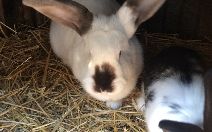 Zbiórka Na karmę dla schroniska2 - zdjęcie główne