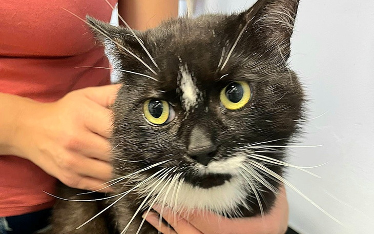 Zbiórka Kot z dziurą w głowie. - zdjęcie główne