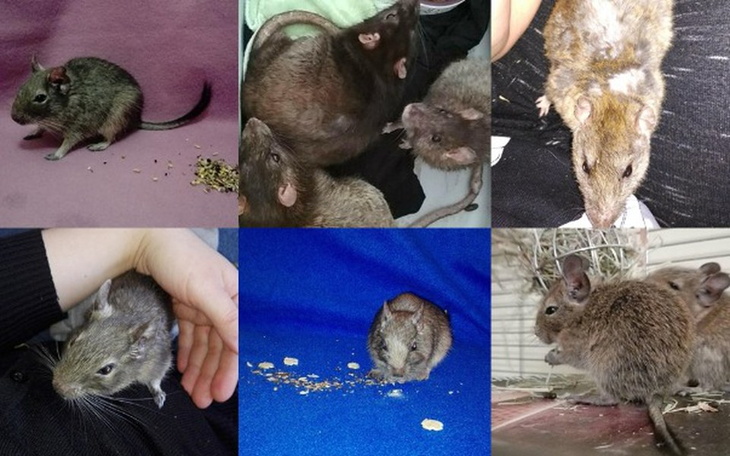 Zbiórka Koszatniczki i szczury - fv wet - zdjęcie główne