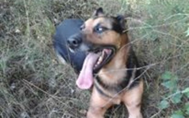 Zbiórka Dla Felka Dragona - zdjęcie główne